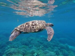 Fish & Turtle Sanctuary (Balicasag Reef)