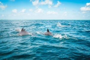 Dolphin Watching- Panglao, Bohol