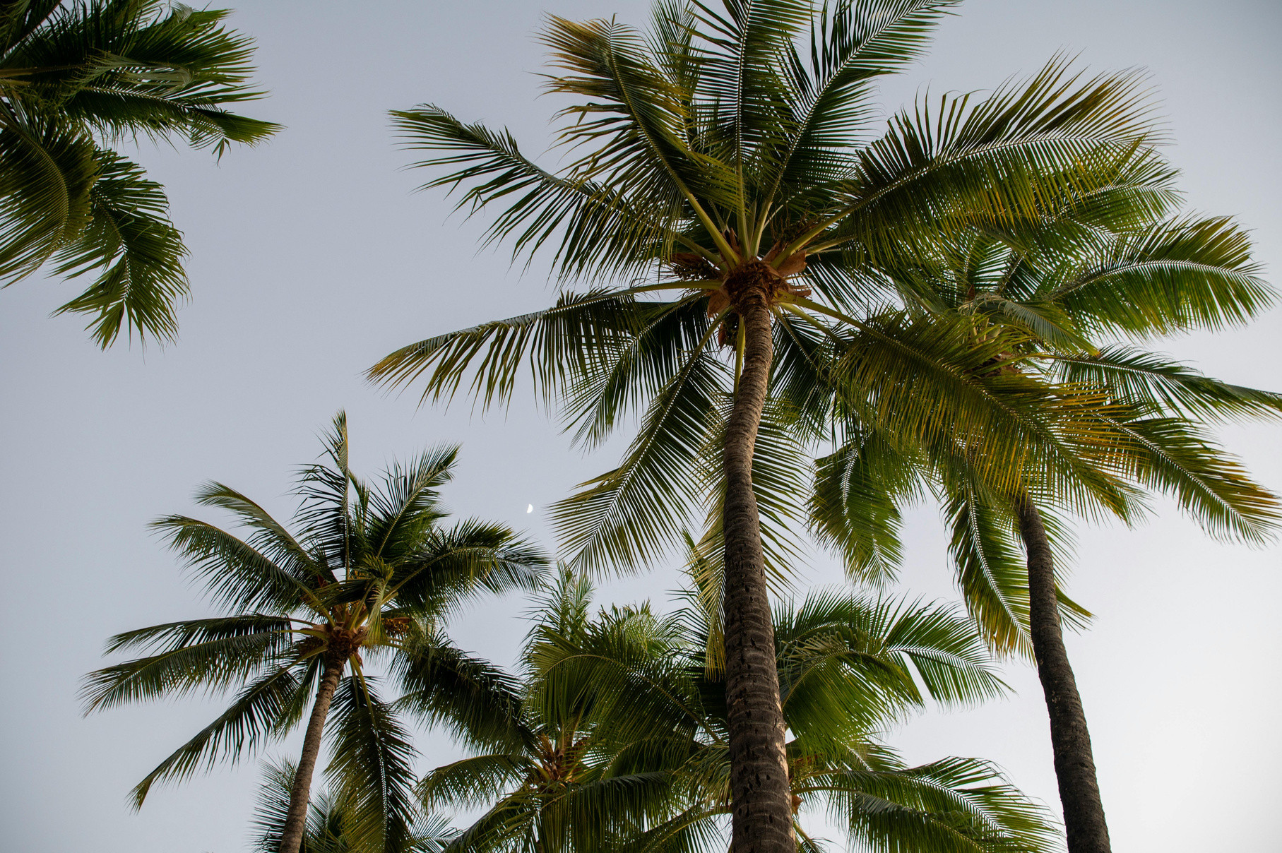 Palm trees